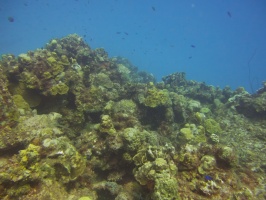 Reef IMG 7675